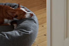 Dogbed M