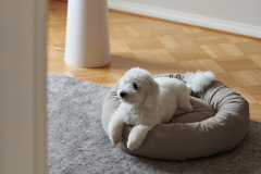 Dogbed S